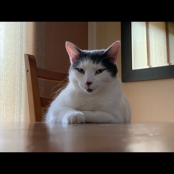 Meet your Posher, Steven - Picture 1 of 1